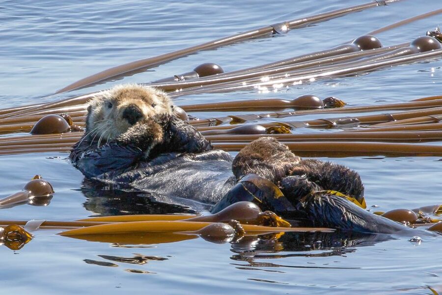 Victoria: 3-Hour Zodiac Whale-Watching Tour - Who should choose this Victoria whale tour?