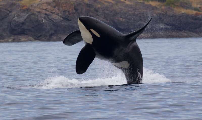 Victoria, BC: 3-Hour Ultimate Whale & Marine Wildlife Tour - Setting Out From the Empress