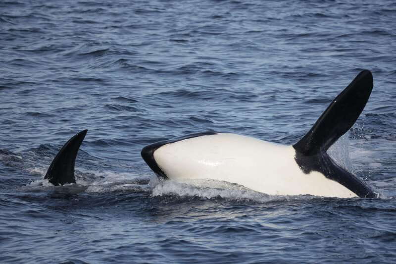 Victoria, BC: 3-Hour Ultimate Whale & Marine Wildlife Tour - Should You Book This Whale Tour?