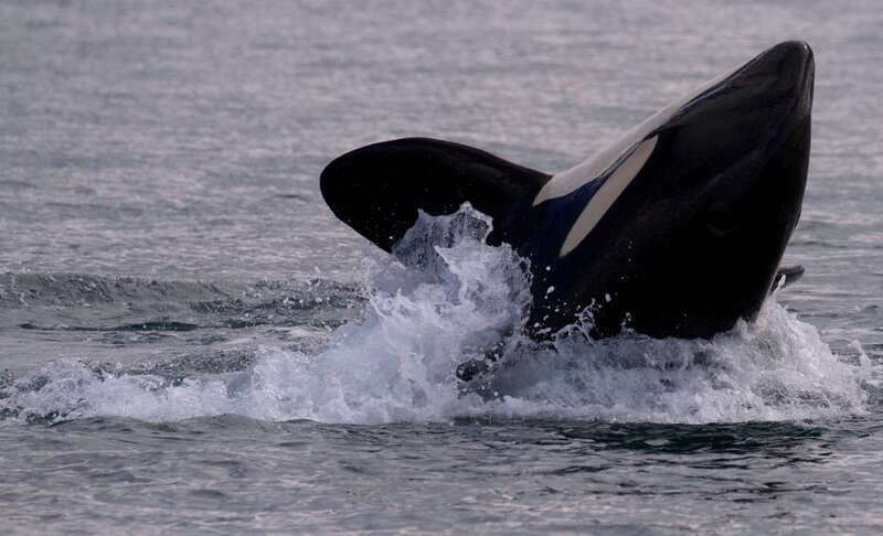 Victoria, BC: 3-Hour Ultimate Whale & Marine Wildlife Tour - A Purpose-Built Boat With Room to Look