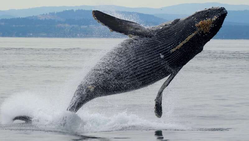 Victoria, BC: 3-Hour Ultimate Whale & Marine Wildlife Tour - What the Marine Biologists Add