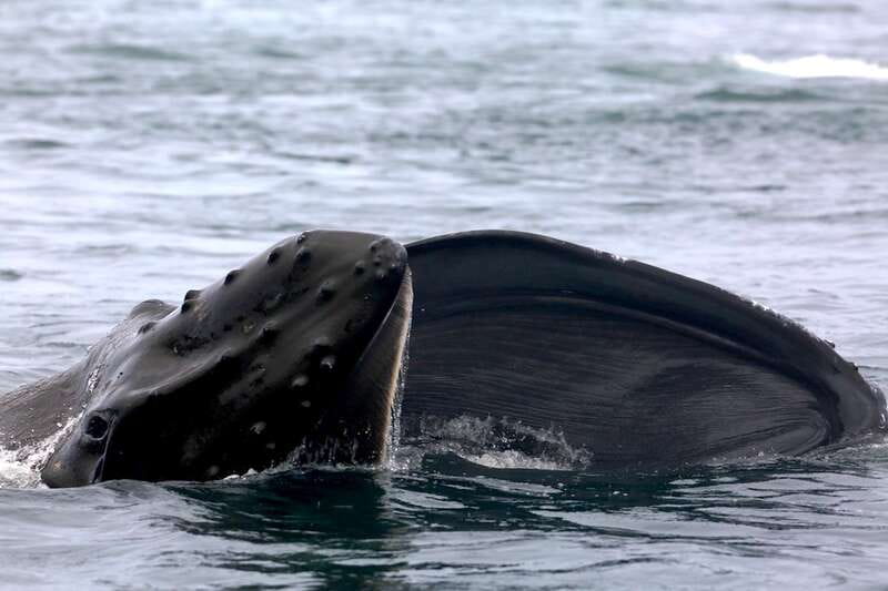 Victoria, BC: 3-Hour Ultimate Whale & Marine Wildlife Tour - Sightings Are Possible, Not Promised
