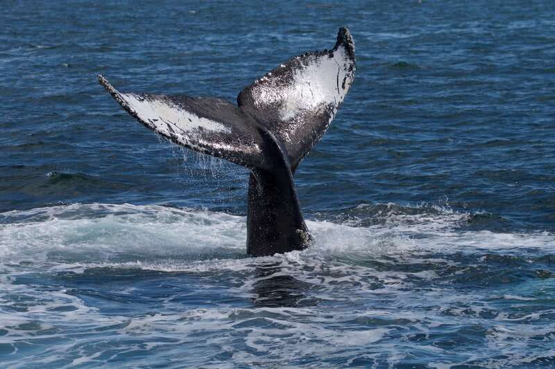 Victoria, BC: 3-Hour Ultimate Whale & Marine Wildlife Tour - Who Will Enjoy This Most