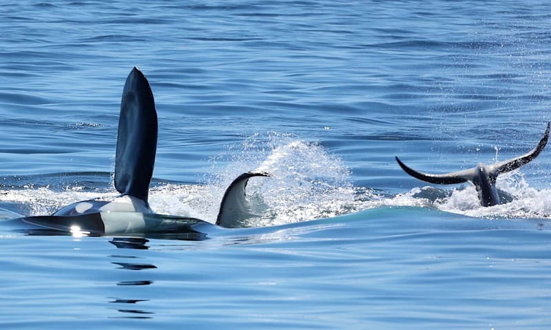 Victoria, BC: 3-Hour Ultimate Whale & Marine Wildlife Tour - Practical Tips Before You Go