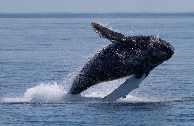 Victoria, BC: 3-Hour Ultimate Whale & Marine Wildlife Tour - The Three-Hour Search Across the Salish Sea