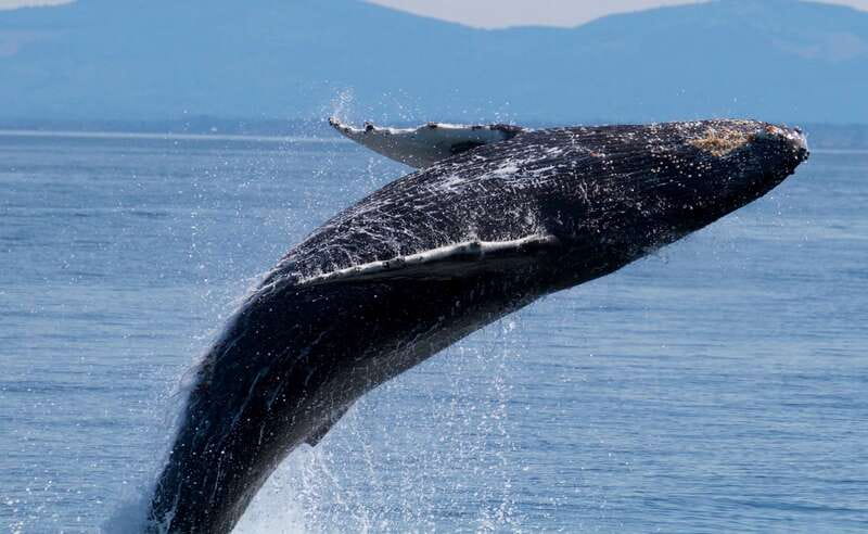 Victoria BC: 3-Hour Whale Watching Expedition - Key points to know before booking