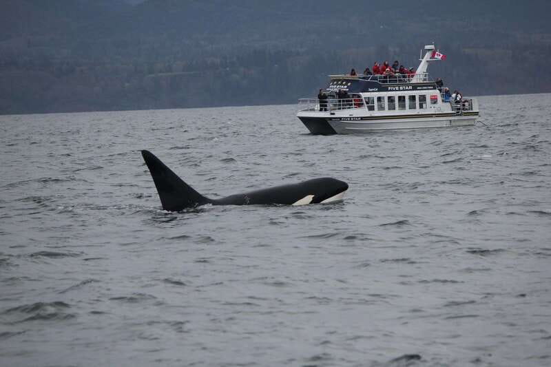 Victoria BC: 3-Hour Whale Watching Expedition - Three hours in the Salish Sea