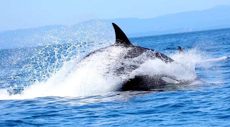 Victoria BC: 3-Hour Whale Watching Expedition - Who will enjoy this boat trip most