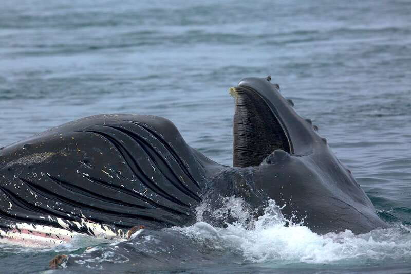 Victoria BC: 3-Hour Whale Watching Expedition - Timing, cancellations, and small practical details