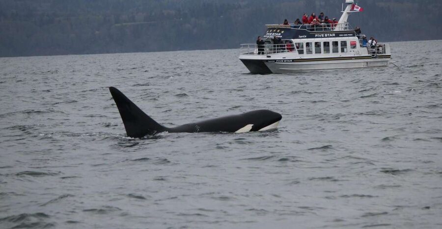 Victoria BC: 3-Hour Whale Watching Expedition - How the experience compares with a quiet day