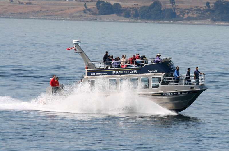 Victoria BC: 3-Hour Whale Watching Expedition - The catamaran and your viewing options