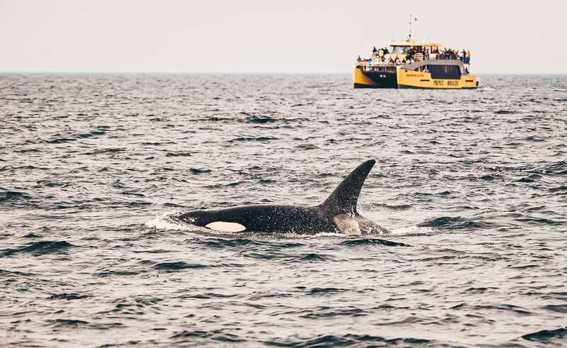 Victoria: Covered Whale Watching Adventure with Free Photos - Key points before you book