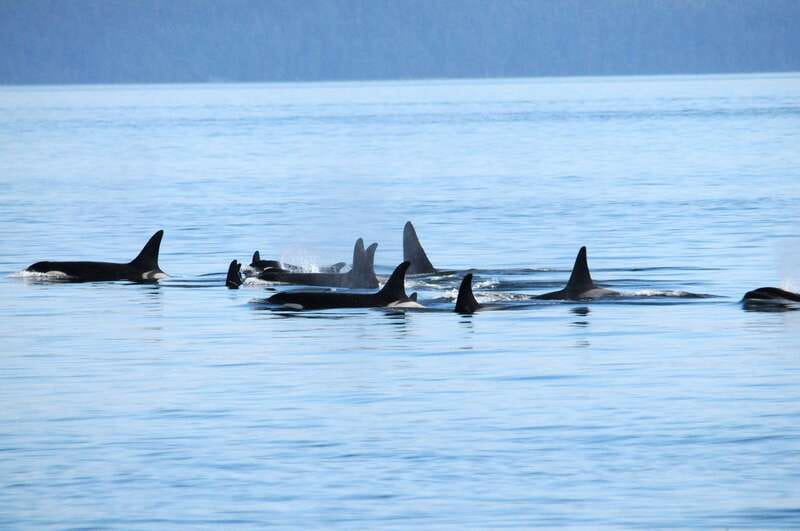 Victoria: Covered Whale Watching Adventure with Free Photos - Why this Victoria whale-watching trip is worth considering
