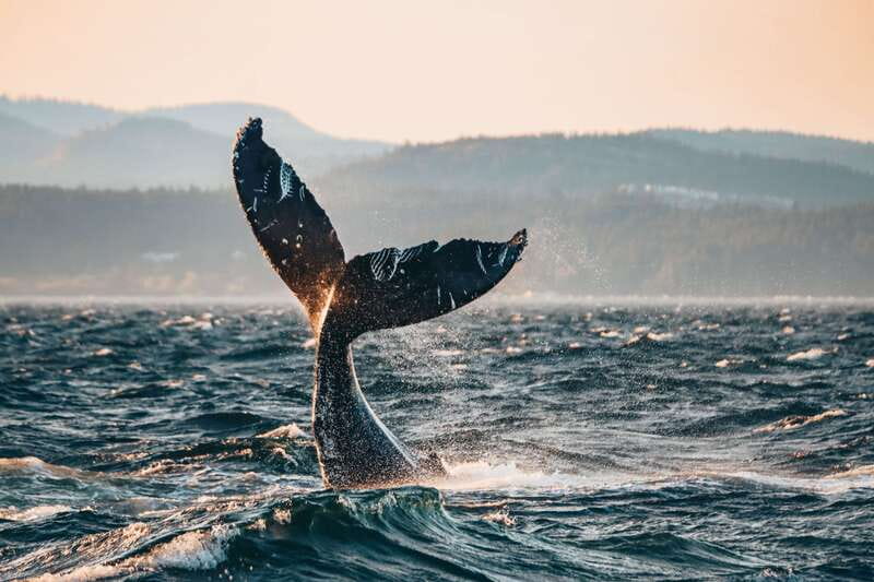 Victoria: Covered Whale Watching Adventure with Free Photos - Searching the Strait of Juan de Fuca