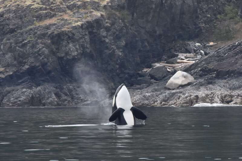 Victoria: Covered Whale Watching Adventure with Free Photos - The free photo package is a real benefit