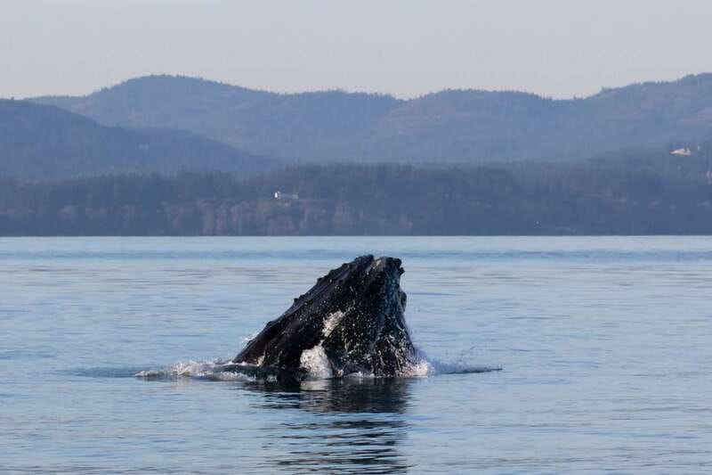 Victoria: Covered Whale Watching Adventure with Free Photos - What $149 gets you