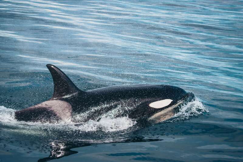 Victoria: Covered Whale Watching Adventure with Free Photos - The boat: heated shelter and open-air views