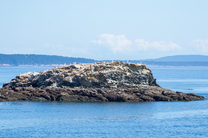 Victoria Half-Day Whale Watching Adventure with Free Photos - A Catamaran Built for Changing Weather