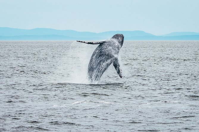 Victoria Half-Day Whale Watching Adventure with Free Photos - Who Will Enjoy This Most