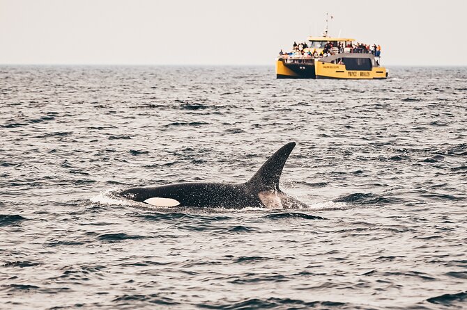 Victoria Half-Day Whale Watching Adventure with Free Photos - Searching the Strait for Orcas and Humpbacks
