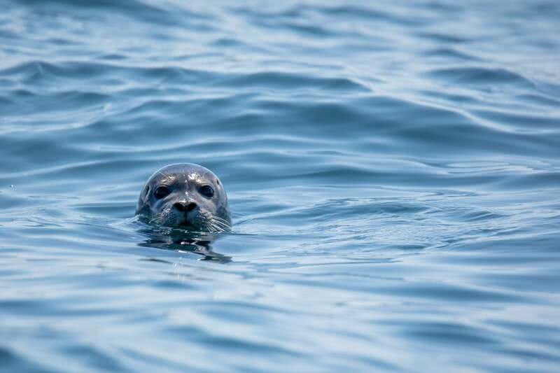 Victoria: Morning Whale-Watching Tour in Scarab Boat - Key points before you book