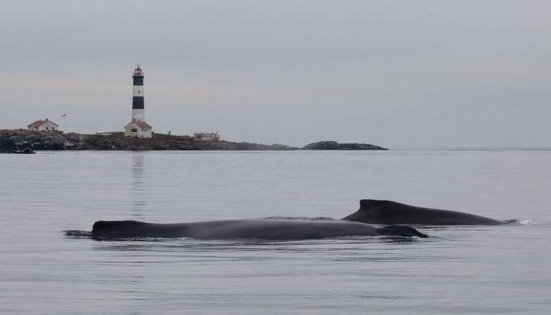 Victoria: Morning Whale-Watching Tour in Scarab Boat - Leaving Victoria and entering the Salish Sea