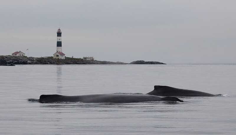Victoria: Morning Whale-Watching Tour in Scarab Boat - How the wildlife stops work