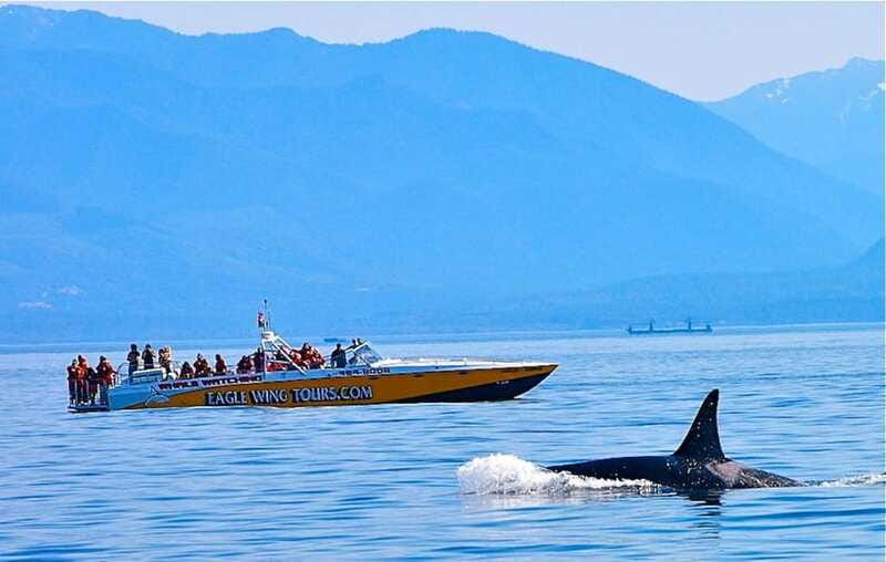 Victoria: Morning Whale-Watching Tour in Scarab Boat - The guides commentary and the value of a naturalist