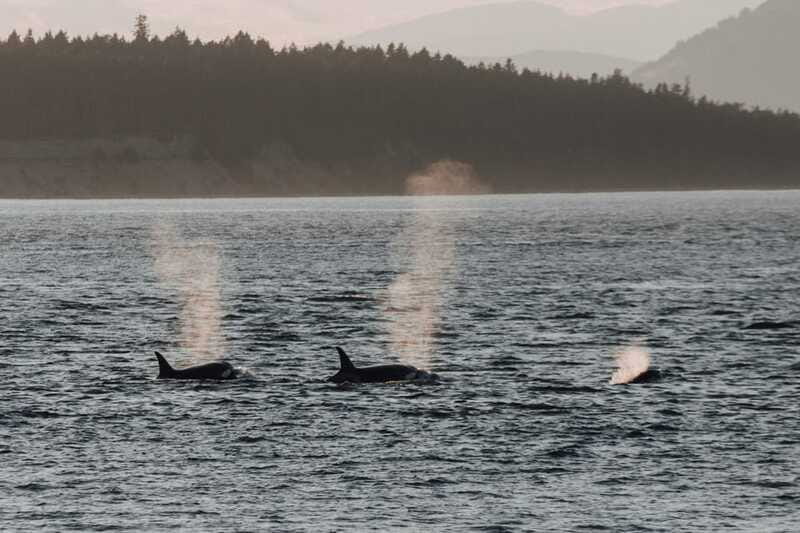 Victoria: Morning Whale-Watching Tour in Scarab Boat - The three-and-a-half-hour time commitment