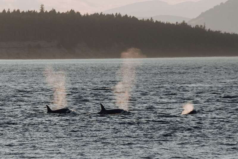 Victoria: Morning Whale-Watching Tour in Scarab Boat - Is $136 a fair price?