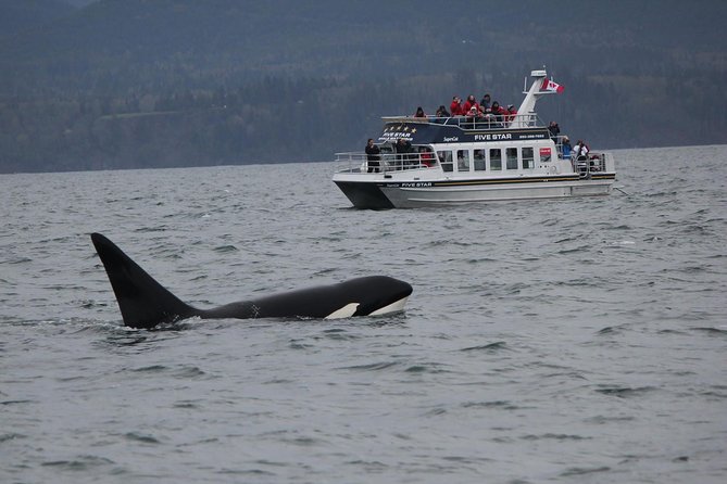 Victoria Shore Excursion: Whale-Watching Cruise with Expert Naturalist Guides - Key points to know before booking