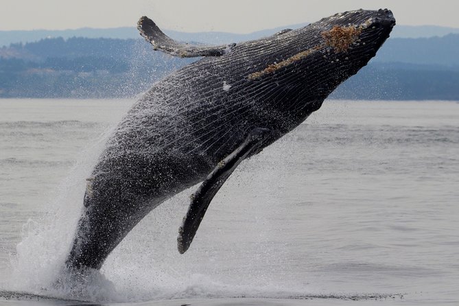 Victoria Shore Excursion: Whale-Watching Cruise with Expert Naturalist Guides - The first hour among Victoria’s small islands