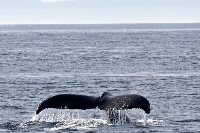 Victoria Shore Excursion: Whale-Watching Cruise with Expert Naturalist Guides - What the guides add to the outing