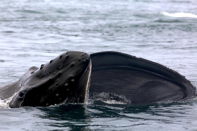 Victoria Shore Excursion: Whale-Watching Cruise with Expert Naturalist Guides - Is $133.71 a fair price?