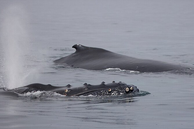 Victoria Shore Excursion: Whale-Watching Cruise with Expert Naturalist Guides - The shore-excursion guarantee