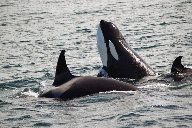 Victoria Shore Excursion: Whale-Watching Cruise with Expert Naturalist Guides - Who will enjoy this cruise most?