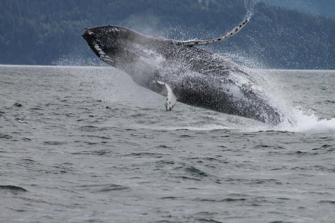Victoria Shore Excursion: Whale-Watching Cruise with Expert Naturalist Guides - Searching for orcas and humpback whales