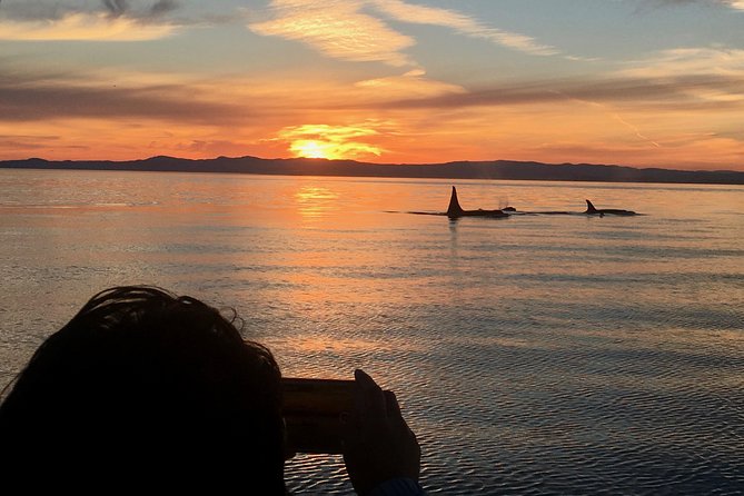 Victoria Sunset Whale-Watching Cruise - Key points to know before you book