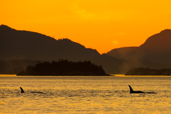 Victoria Sunset Whale-Watching Cruise - Why the sunset departure is worth considering