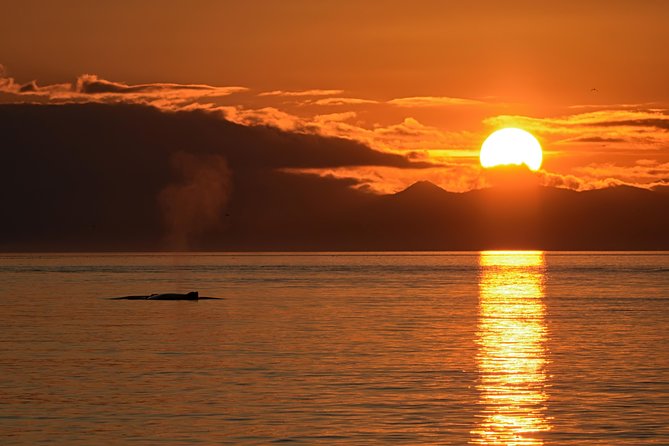 Victoria Sunset Whale-Watching Cruise - Orcas, humpbacks, and the value of variety
