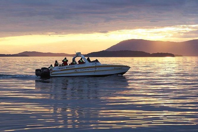 Victoria Sunset Whale-Watching Cruise - Price, group size, and what you receive