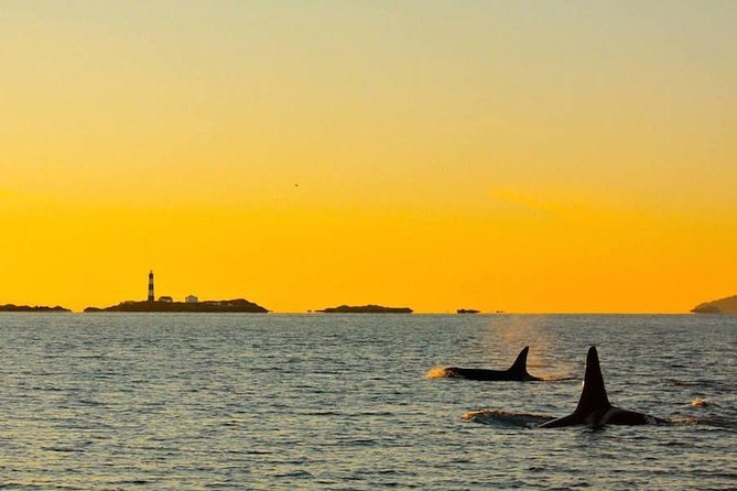 Victoria Sunset Whale-Watching Cruise - Who will enjoy this cruise most