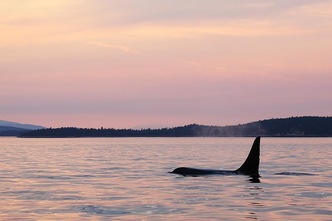 Victoria Sunset Whale-Watching Cruise - Choosing between the open boat and the semi-covered catamaran