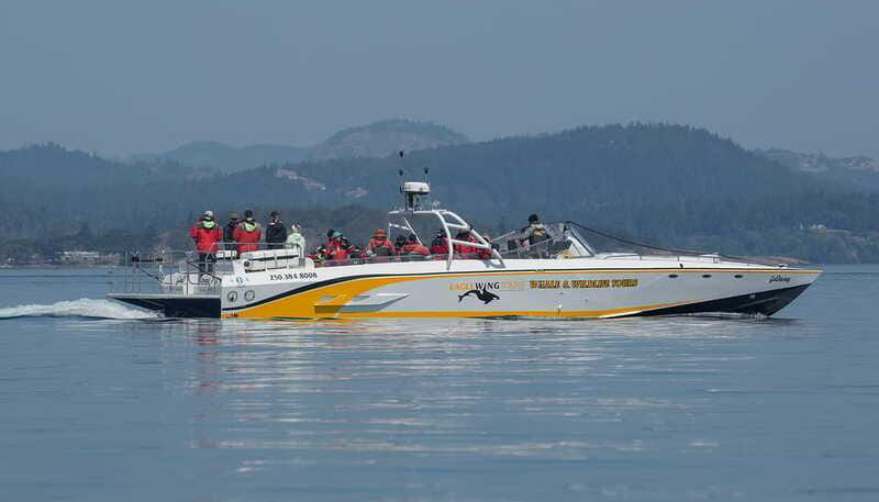 Victoria: Sunset Whale Watching Tour on an Open Scarab Boat - Riding the open Scarab boat