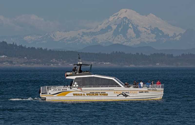 Victoria: Sunset Whale Watching Tour on Semi-Covered Boat - A three-hour sunset trip from Victoria