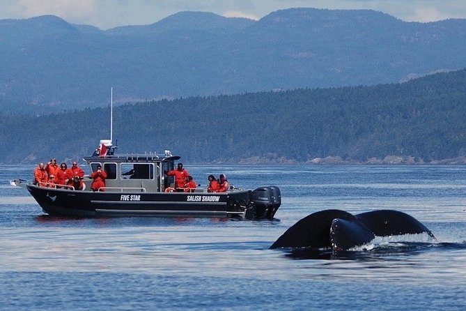 Victoria Ultimate Marine Whale & Wildlife Tour - Why responsible distance matters