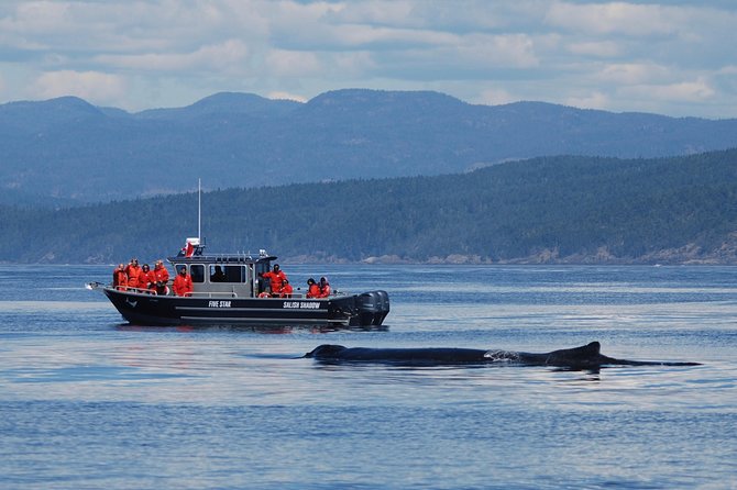 Victoria Ultimate Marine Whale & Wildlife Tour - A boat for changing weather