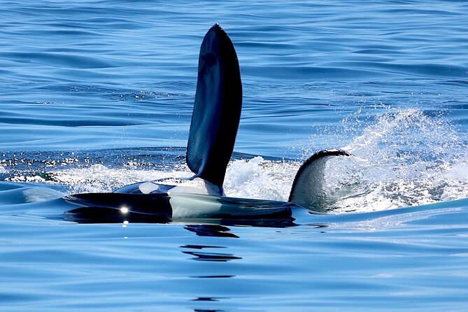 Victoria Ultimate Marine Whale & Wildlife Tour - What the price gives you