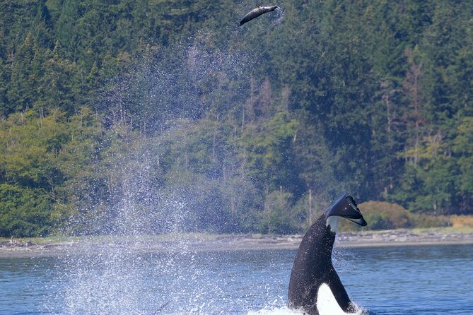 Victoria Ultimate Marine Whale & Wildlife Tour - Searching the Salish Sea for whales