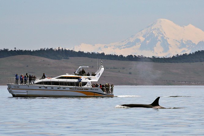 Victoria Whale and Wildlife Cruise - Leaving Dallas Road for the Salish Sea
